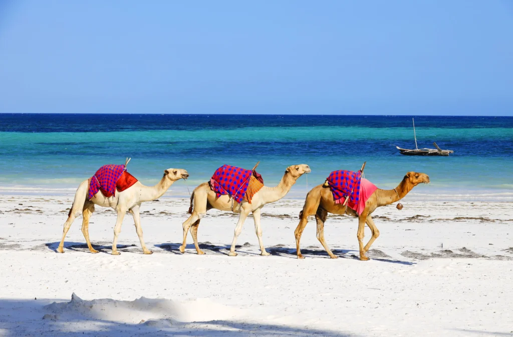 10 Days Amboseli, Masai Mara & Diani Beach Safari