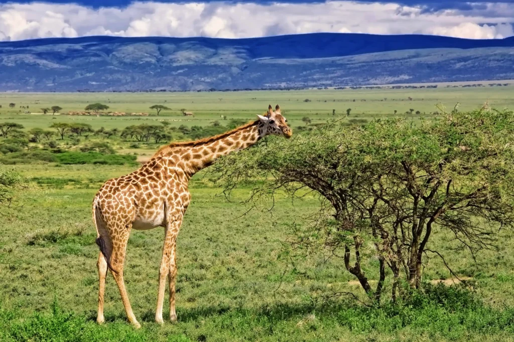 12 Days Kenya Grand Safari & Beach
