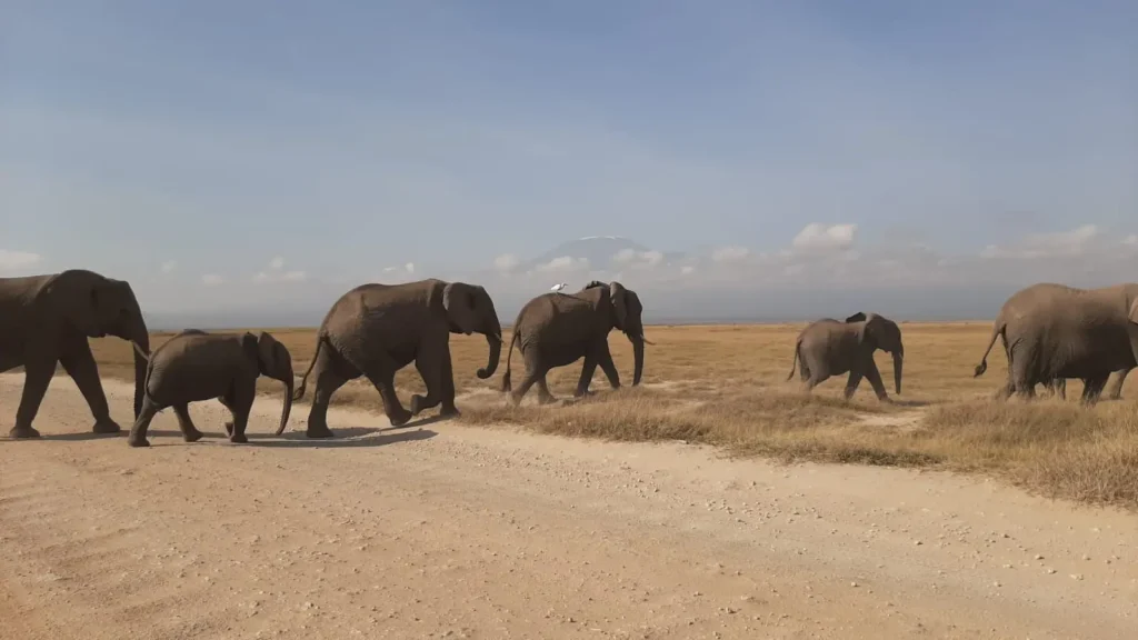 2 days amboseli conference safari