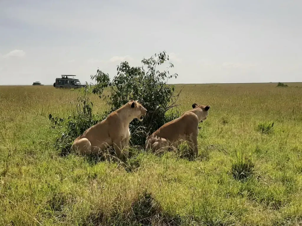 3 days Mara conference safari