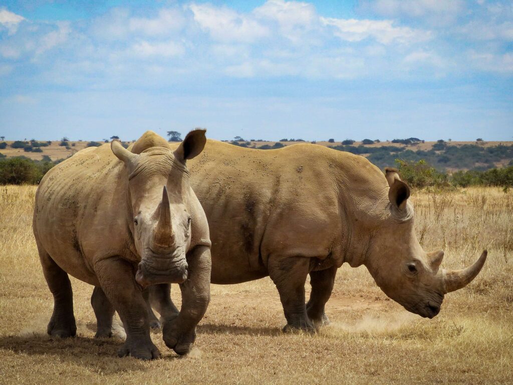 5 days Lake Nakuru safari