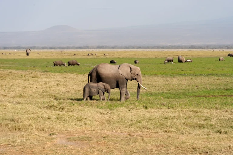 5 Days Amboseli & Masai Mara Fly-In Safari