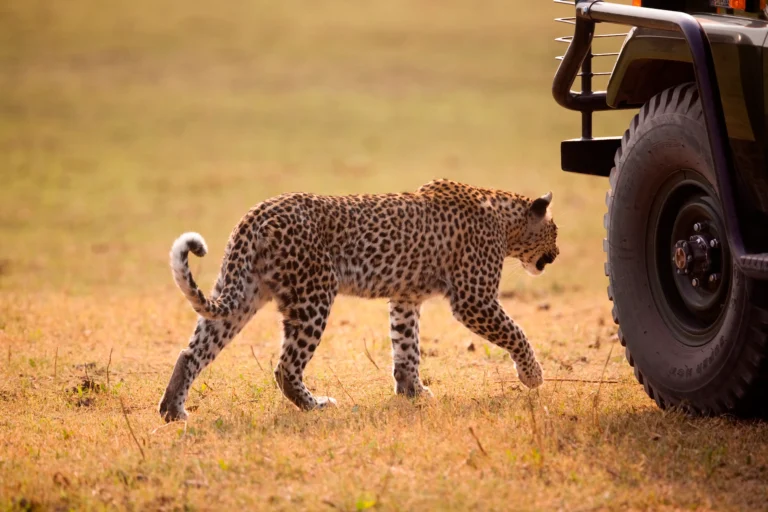 6-Day Samburu & Masai Mara Fly-In Safari