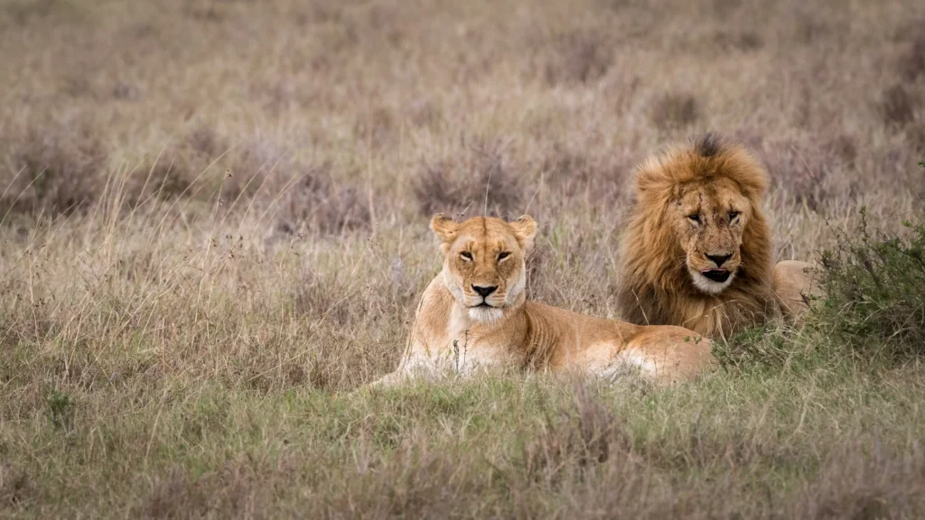 7 days kenya classic safari