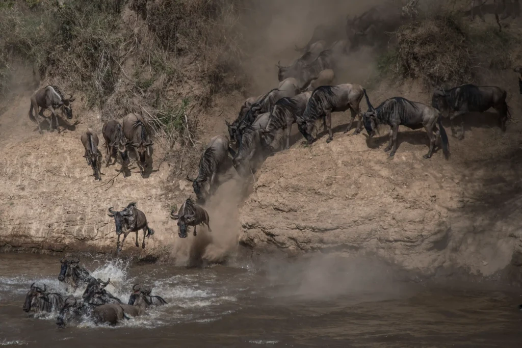 7 Days Great Migration Safari — Masai Mara