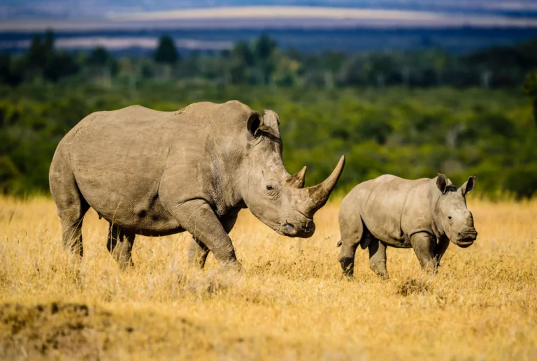 7 Days Samburu & Lewa Conservancy Safari