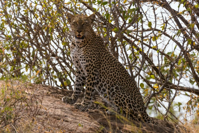 9 days grand kenya safari