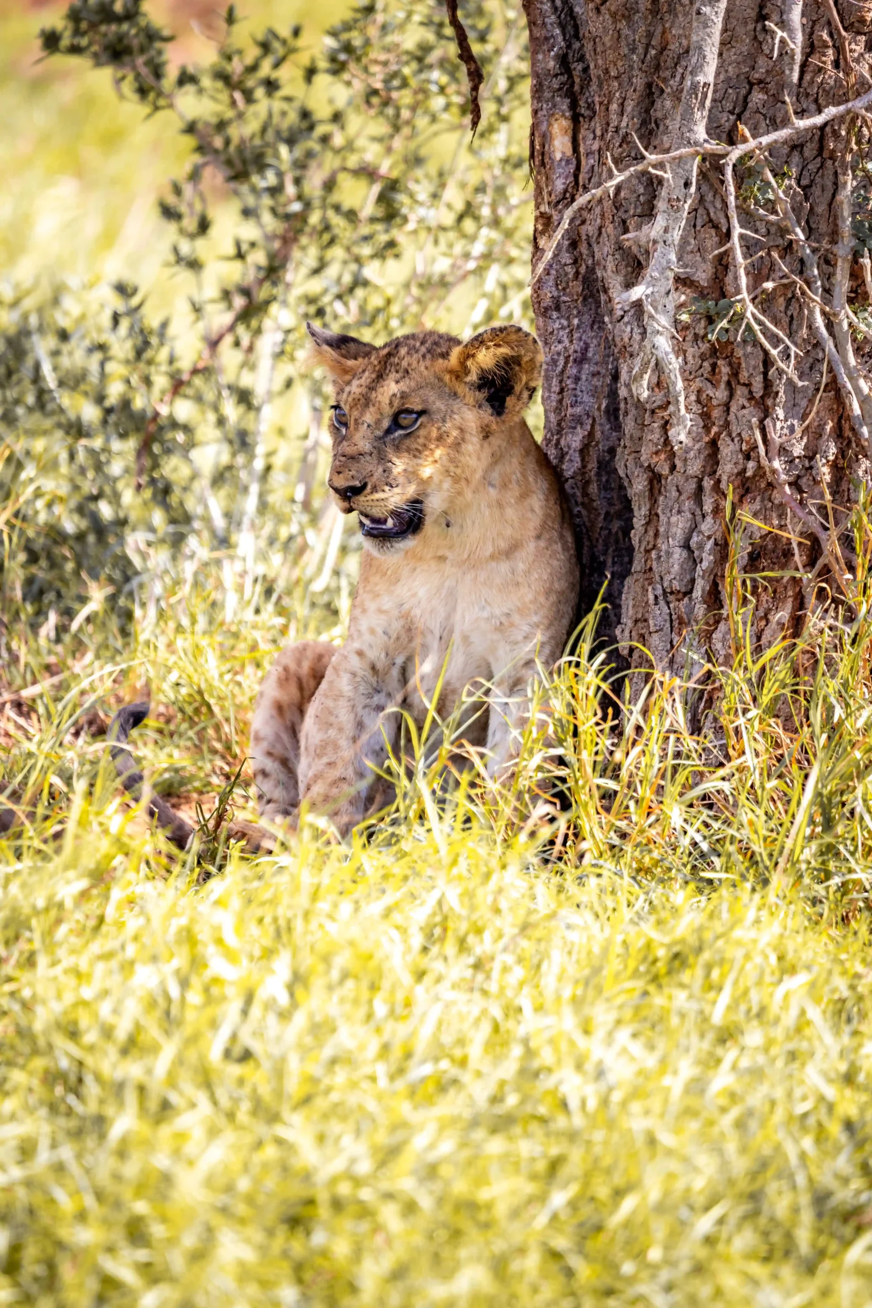 grand safari