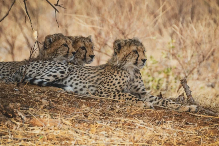 game drive in a Masai Mara conservancy