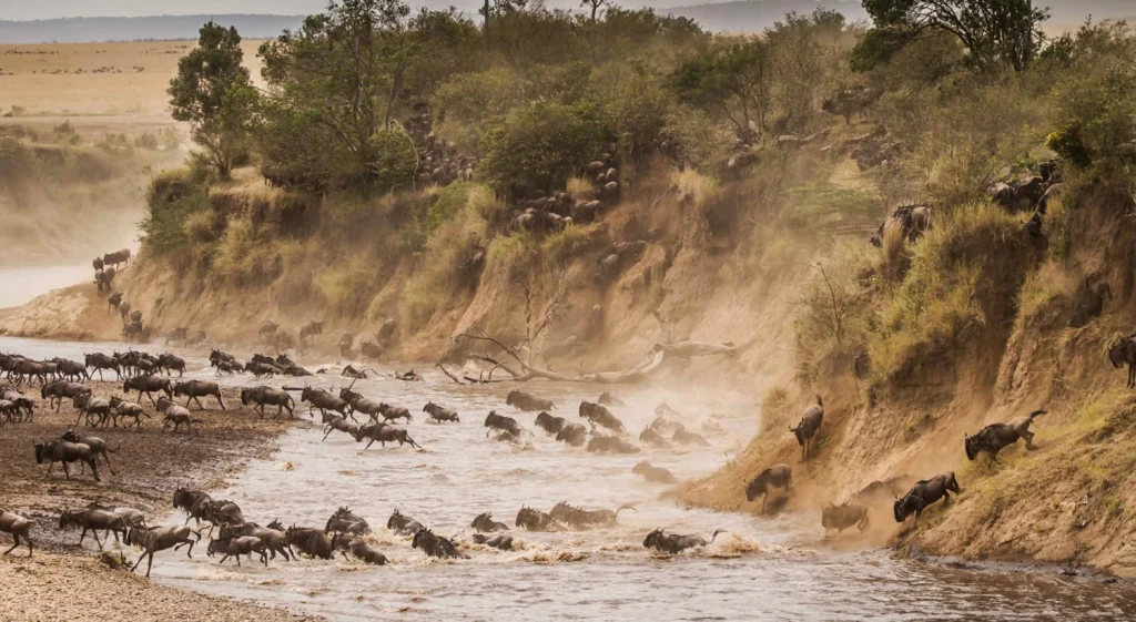 great migration safari experience