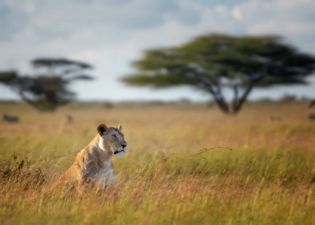 masai mara national reserve