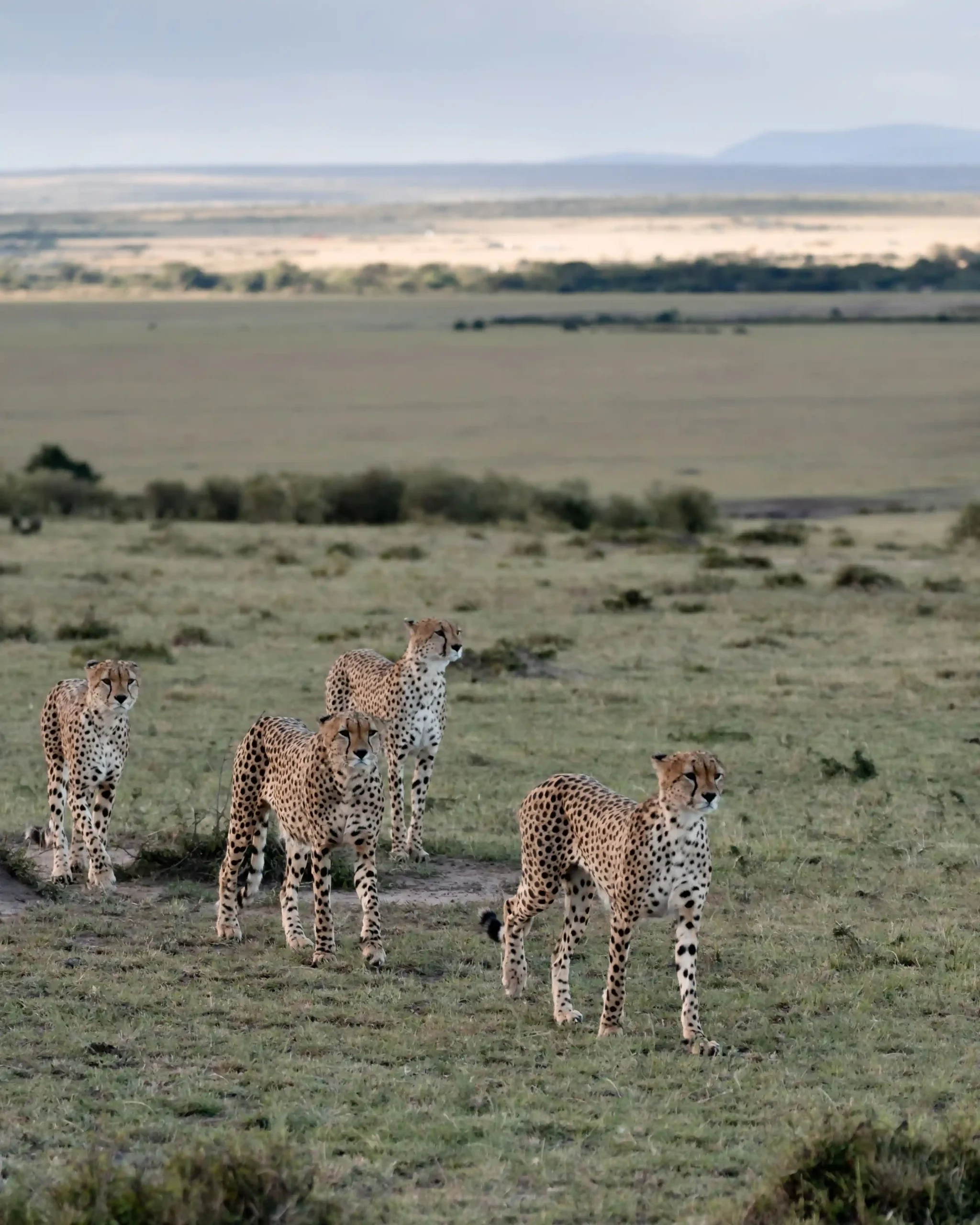 masai mara watamu safari