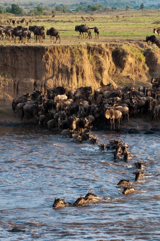 Wildebeest crossing the Mara River during the Great Migration