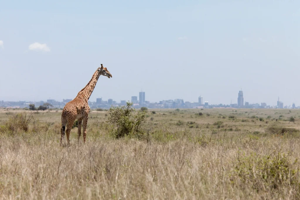 Nairobi national park tour