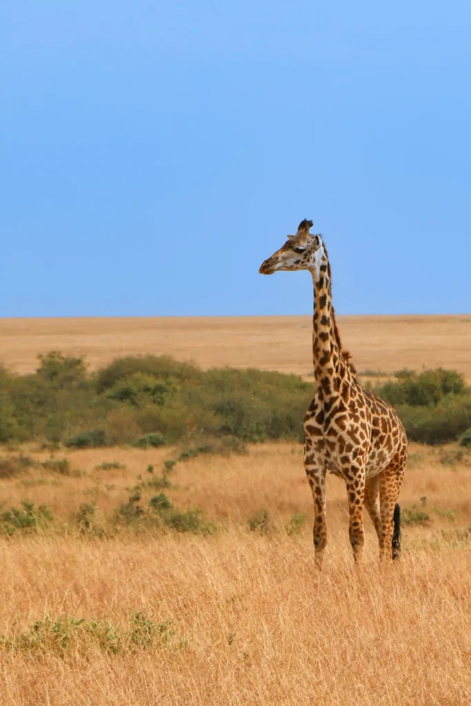 Safari and nature in kenya