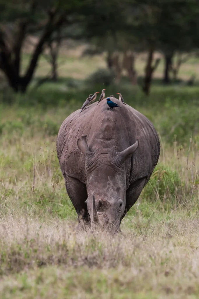 Black rhino in a Laikipia conservancy