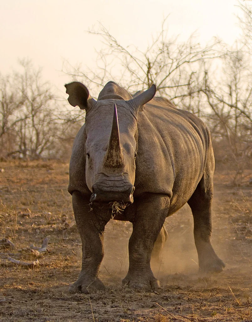 Ranger and guests tracking a rhino on foot in Laikipi