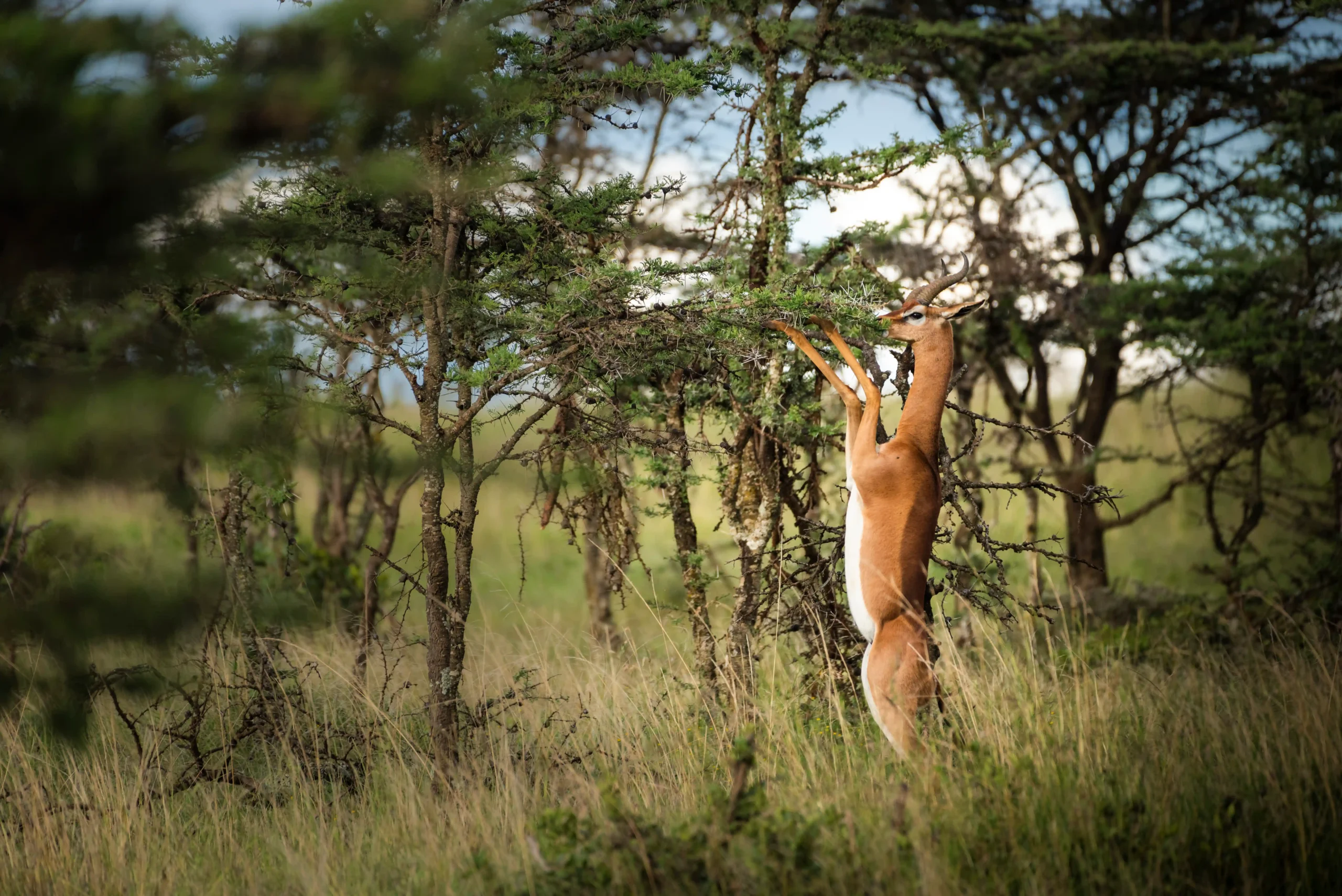 samburu-lewa safari