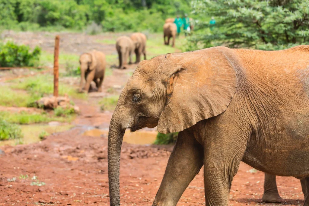 elephant orphanage