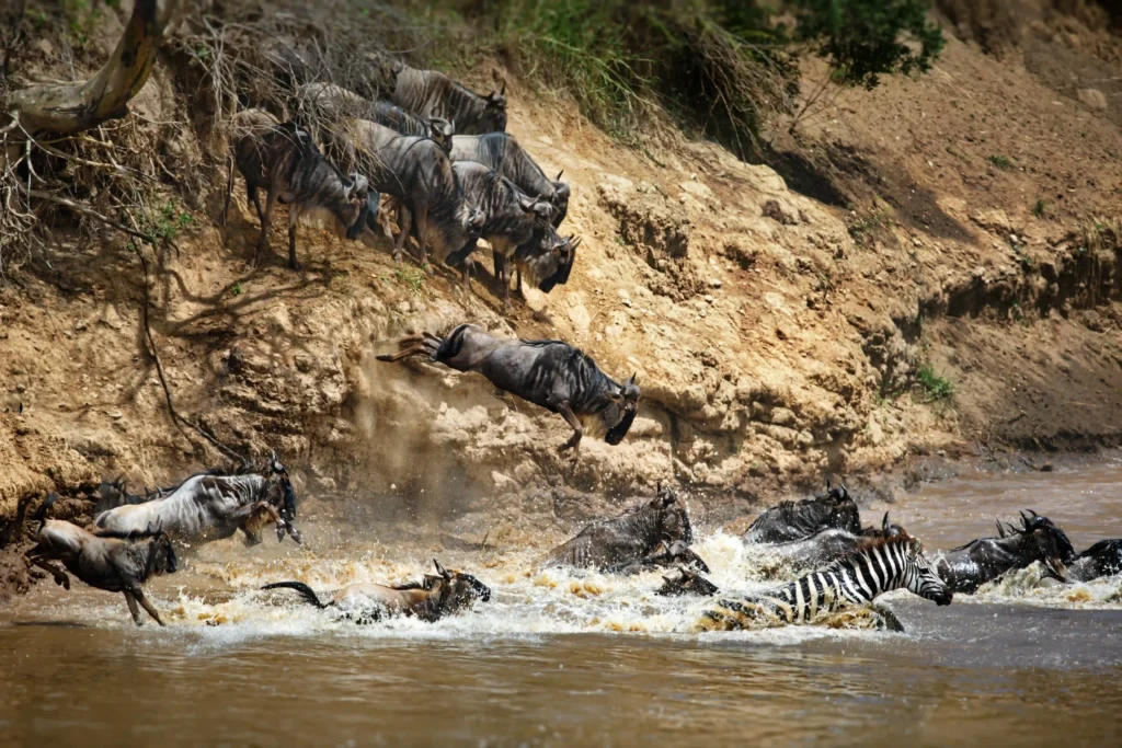 masai mara wildebeest migration river crossing