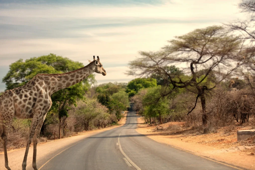 road transfers