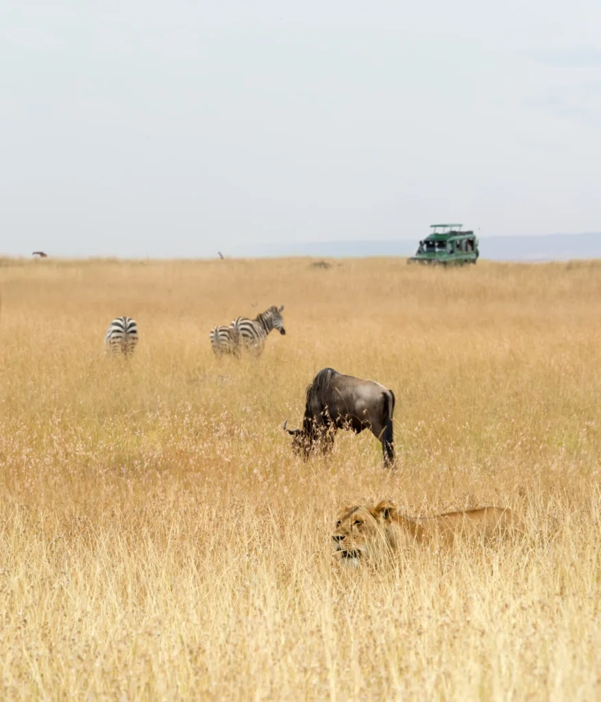 luxury safari from germany