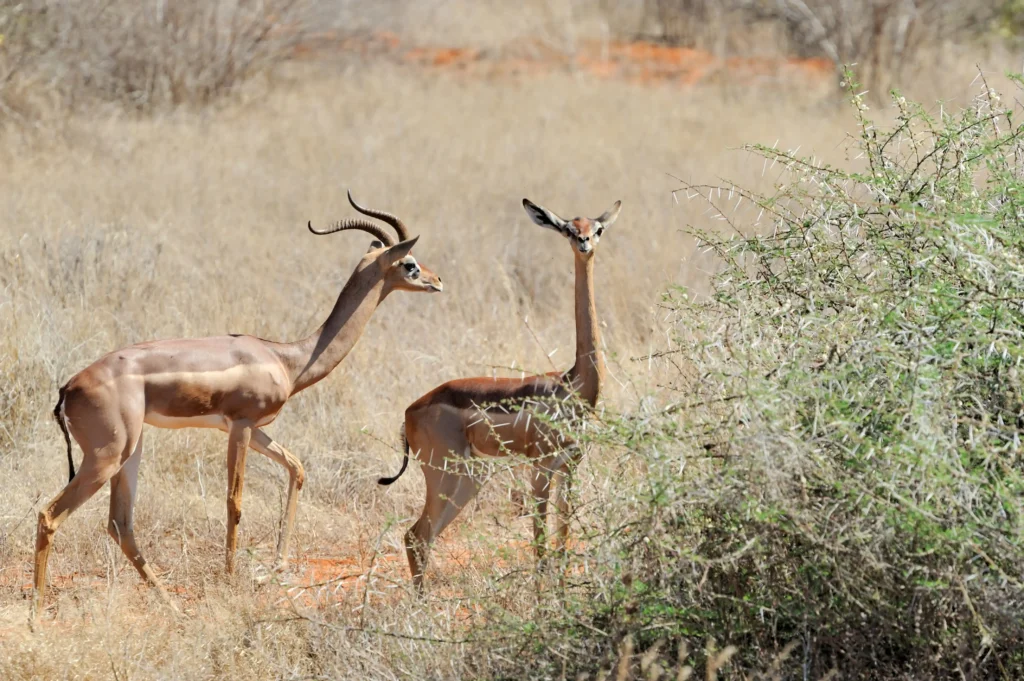 Samburu national park